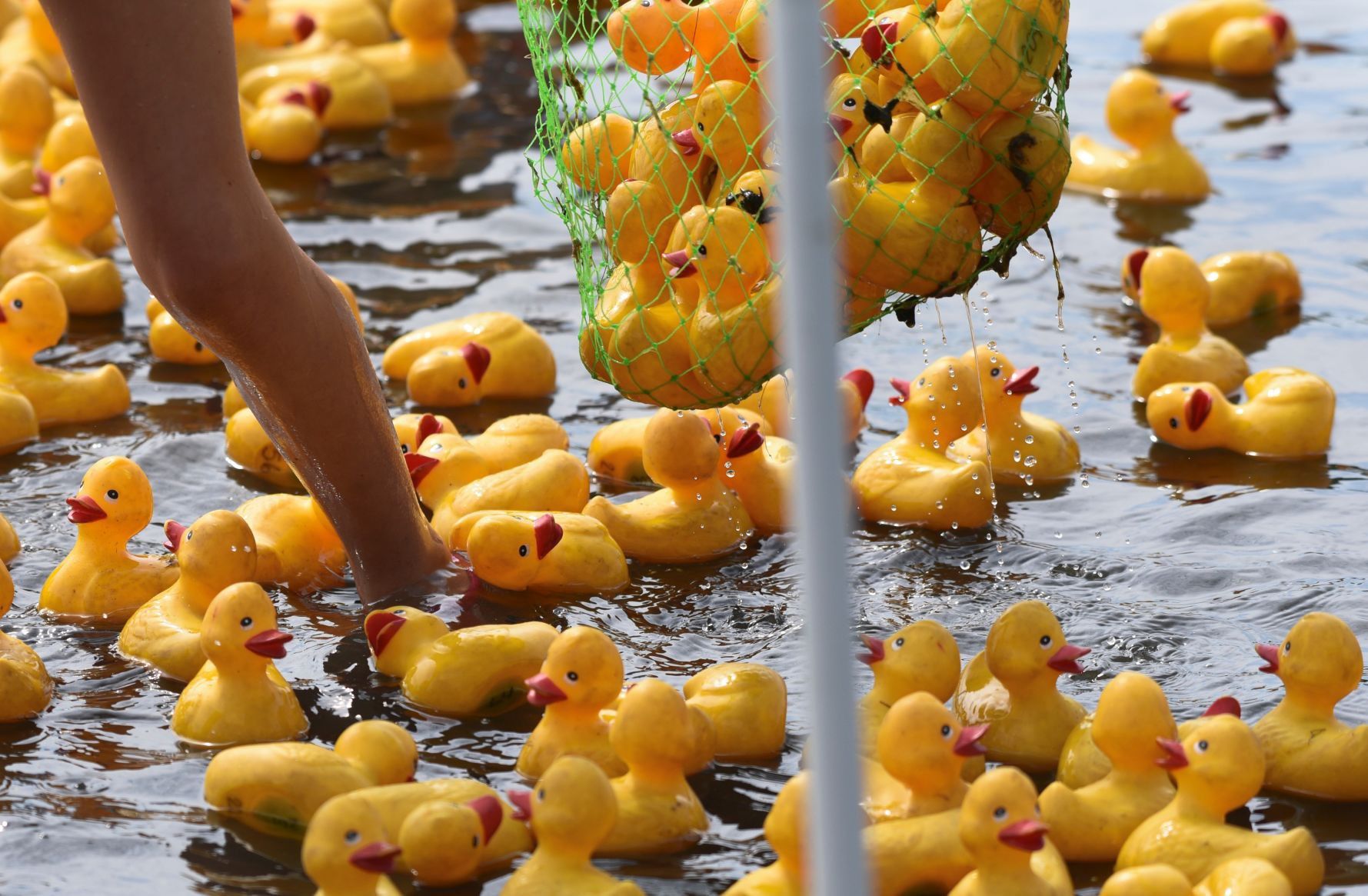 Rubber Duck Regatta